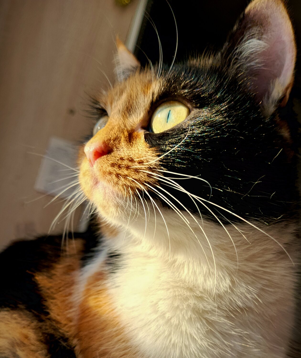 Photo #14027460