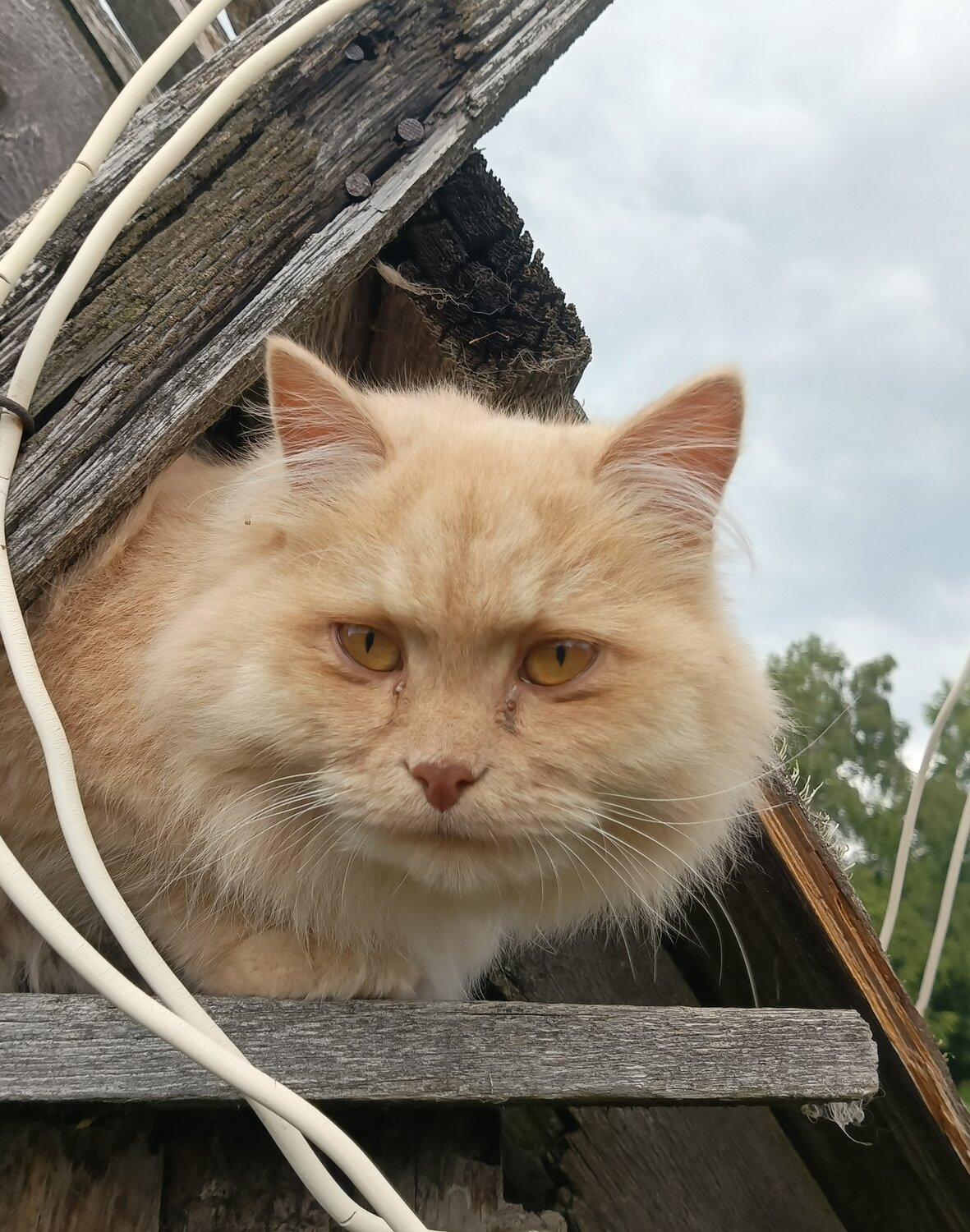 Photo #14027465