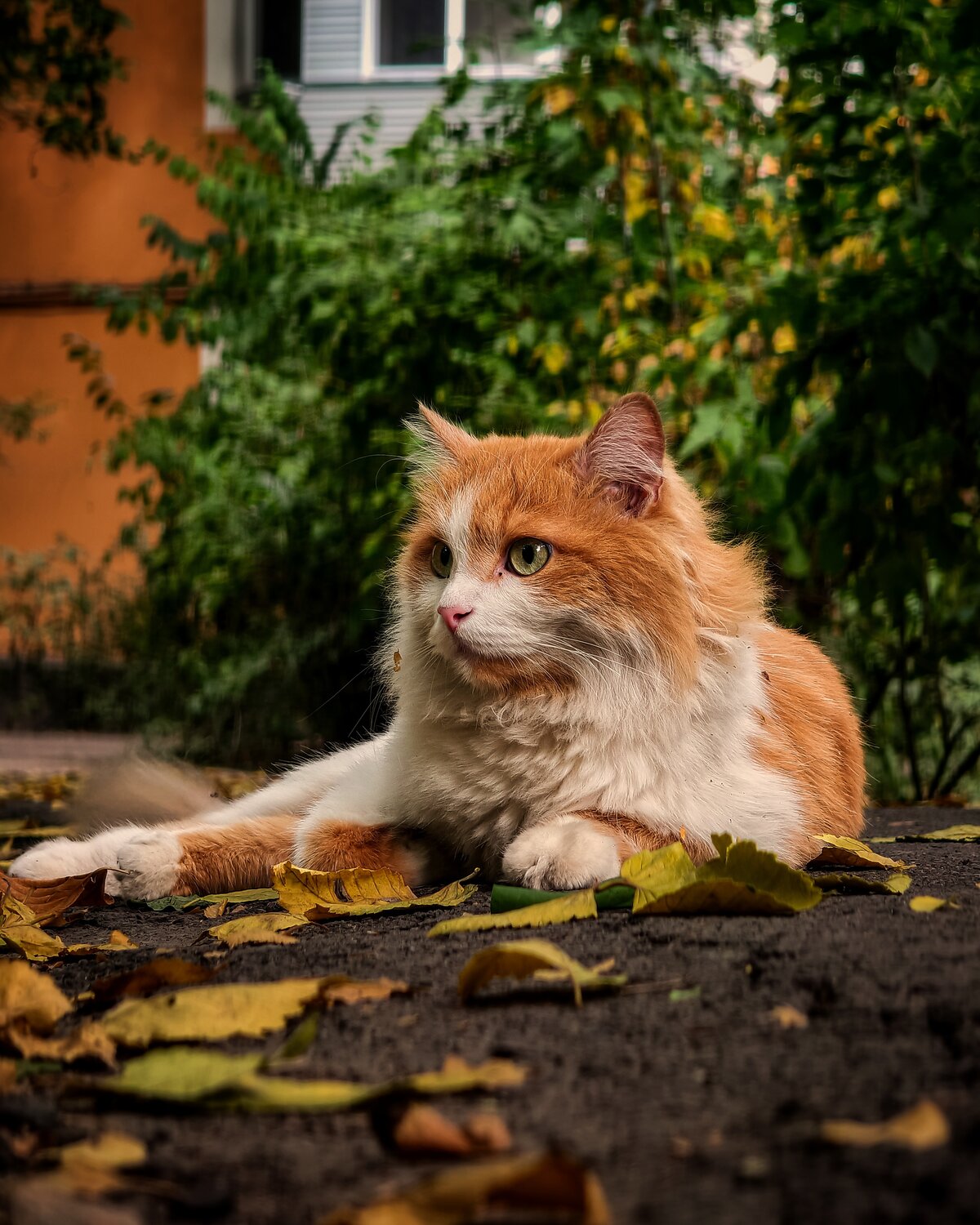 Photo #14027478