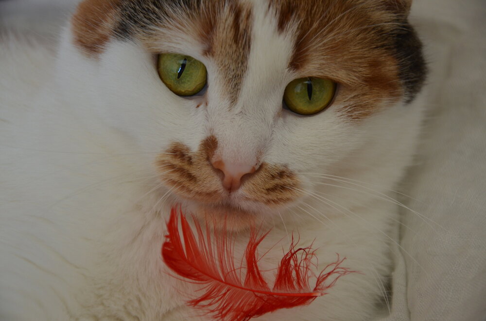 Photograph by Мария Порываева