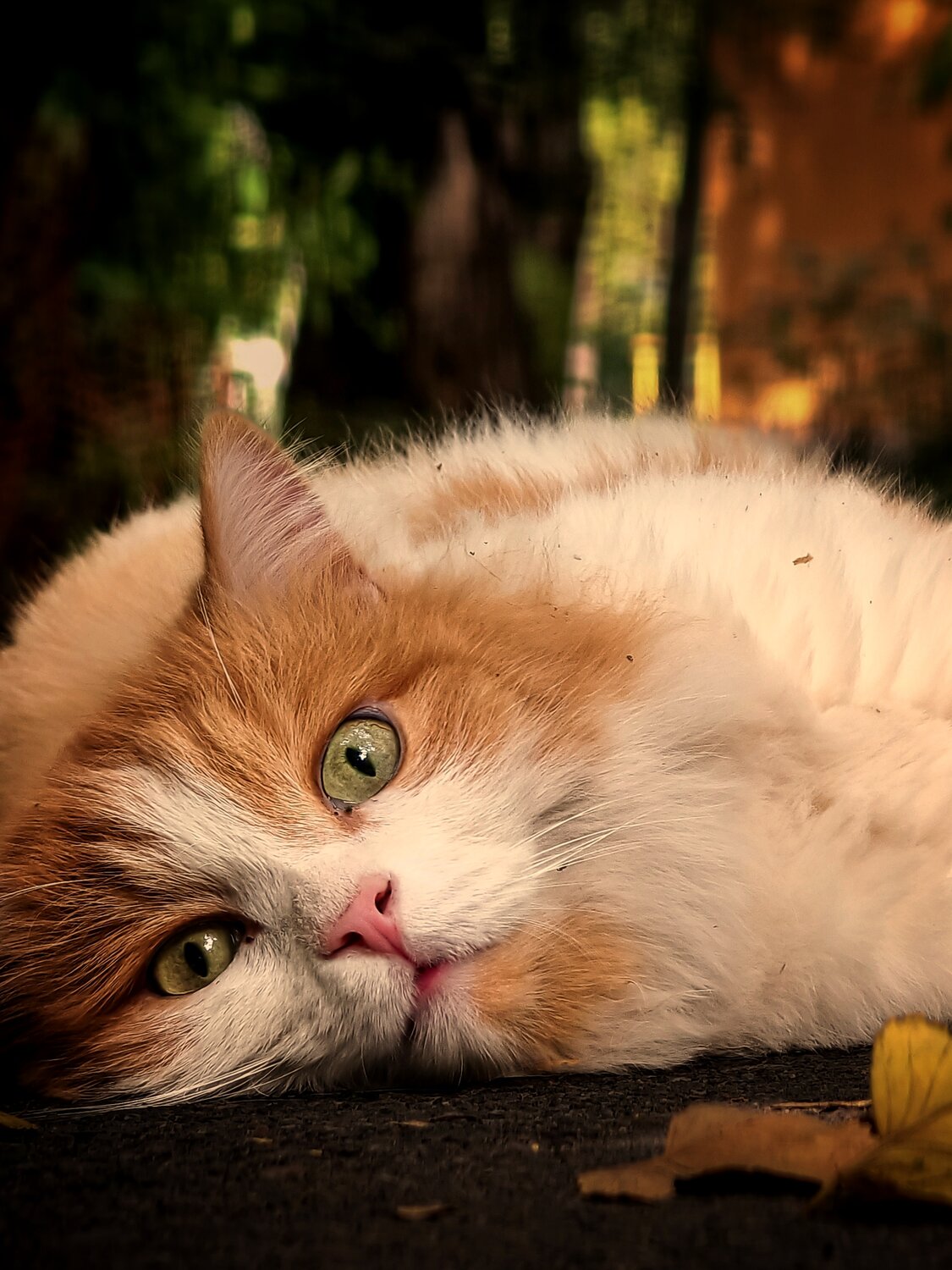 Photo #14027505
