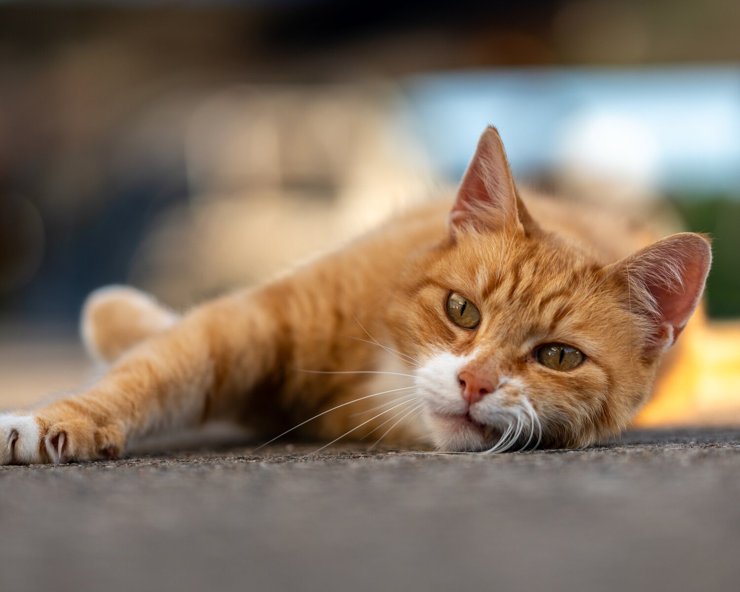 Cool cat...