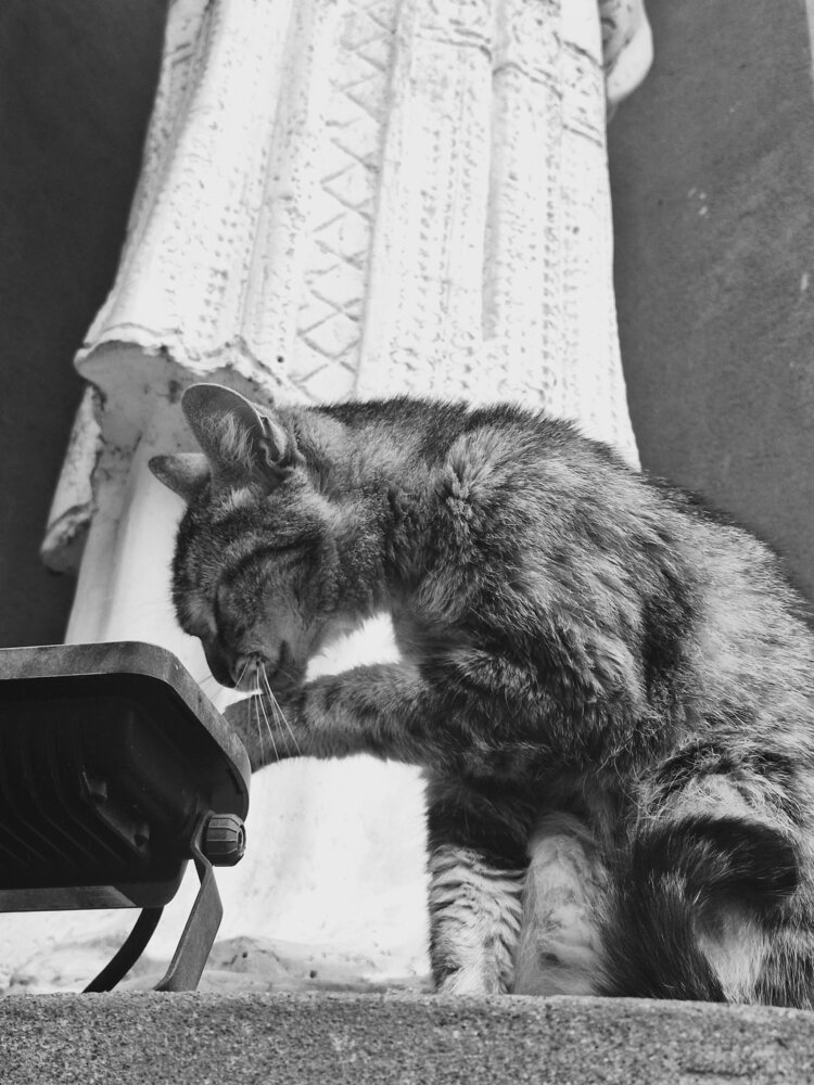 El gato aseado 3
