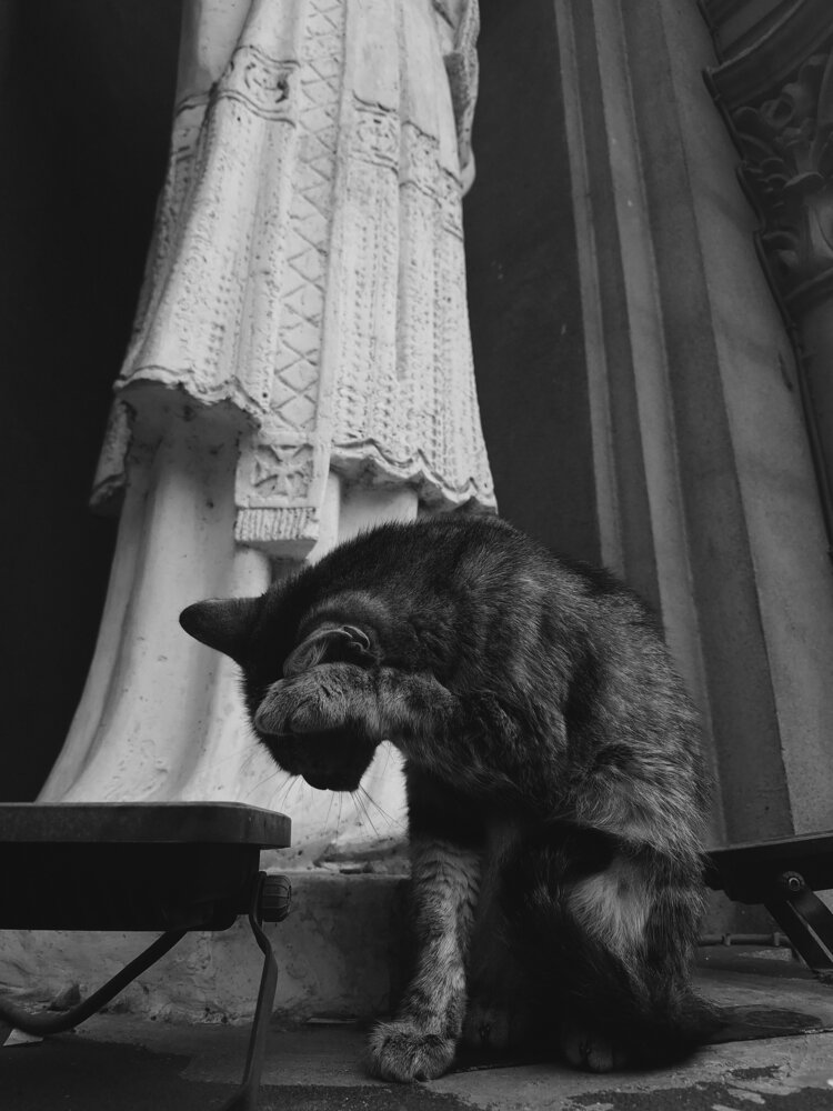 El gato aseado 4