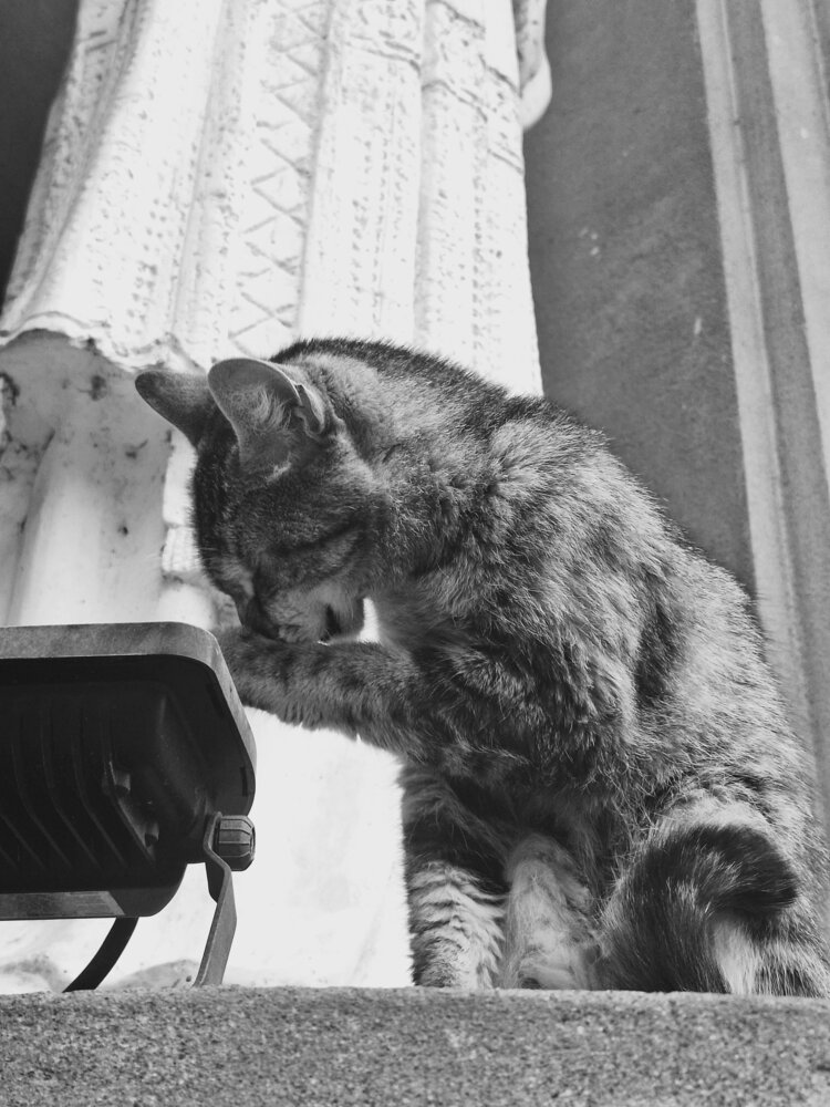 El gato aseado