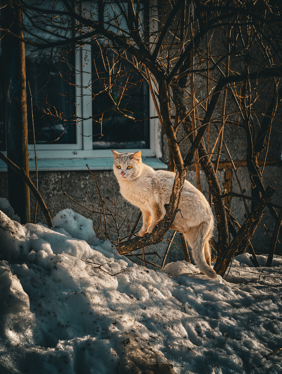 Photo #14027545