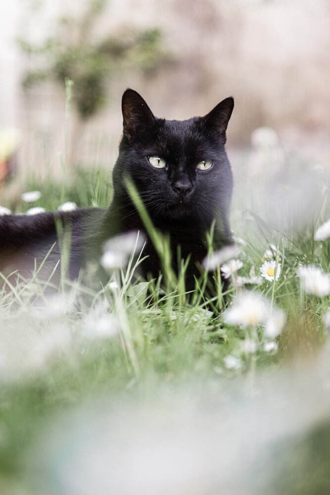 Black cat