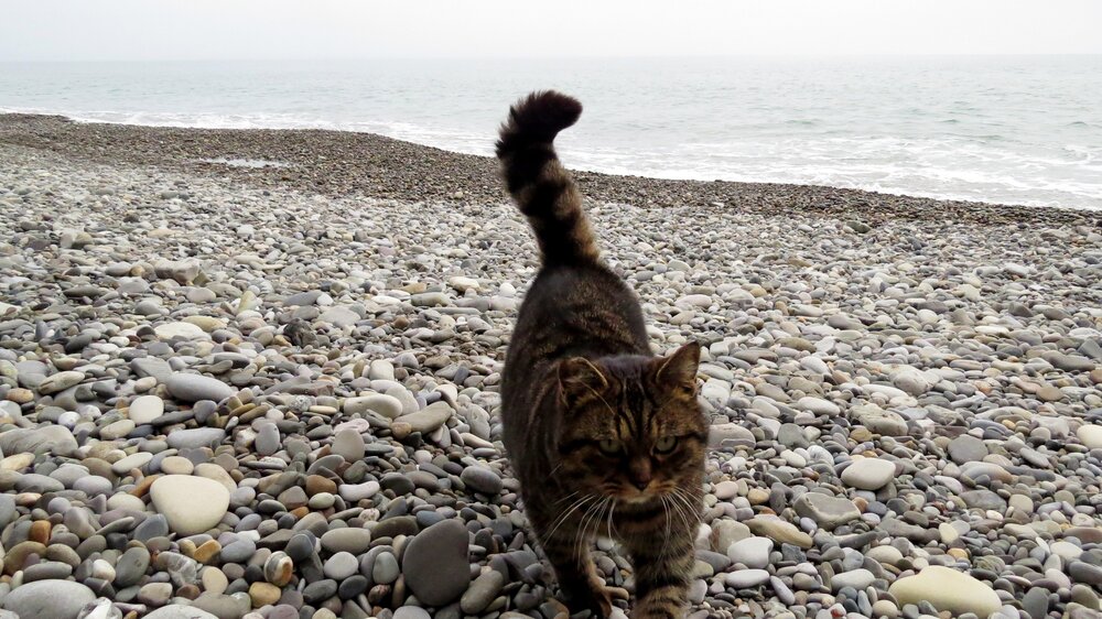 Морской котик