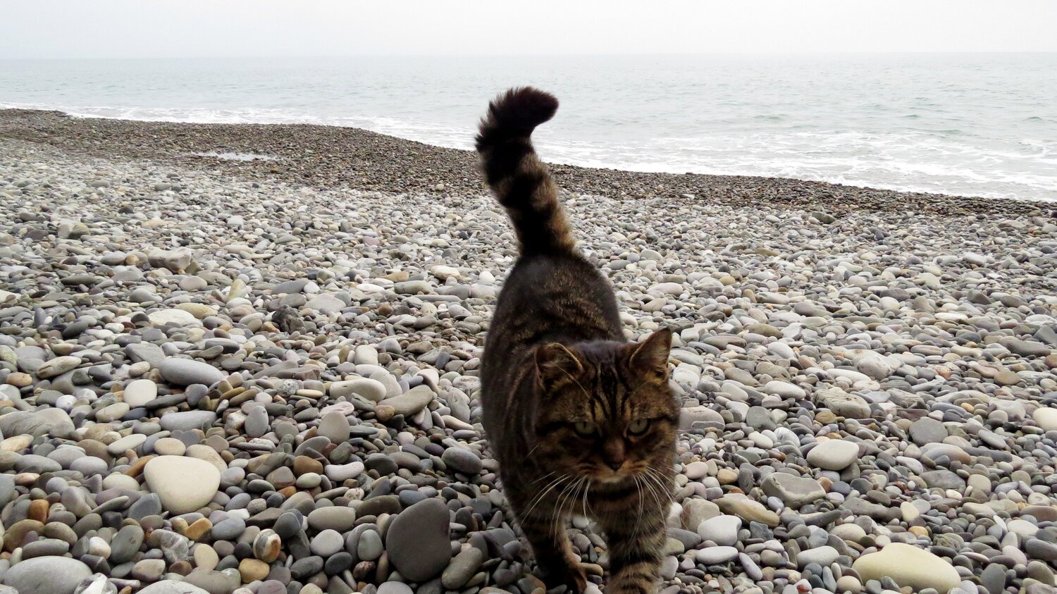Морской котик