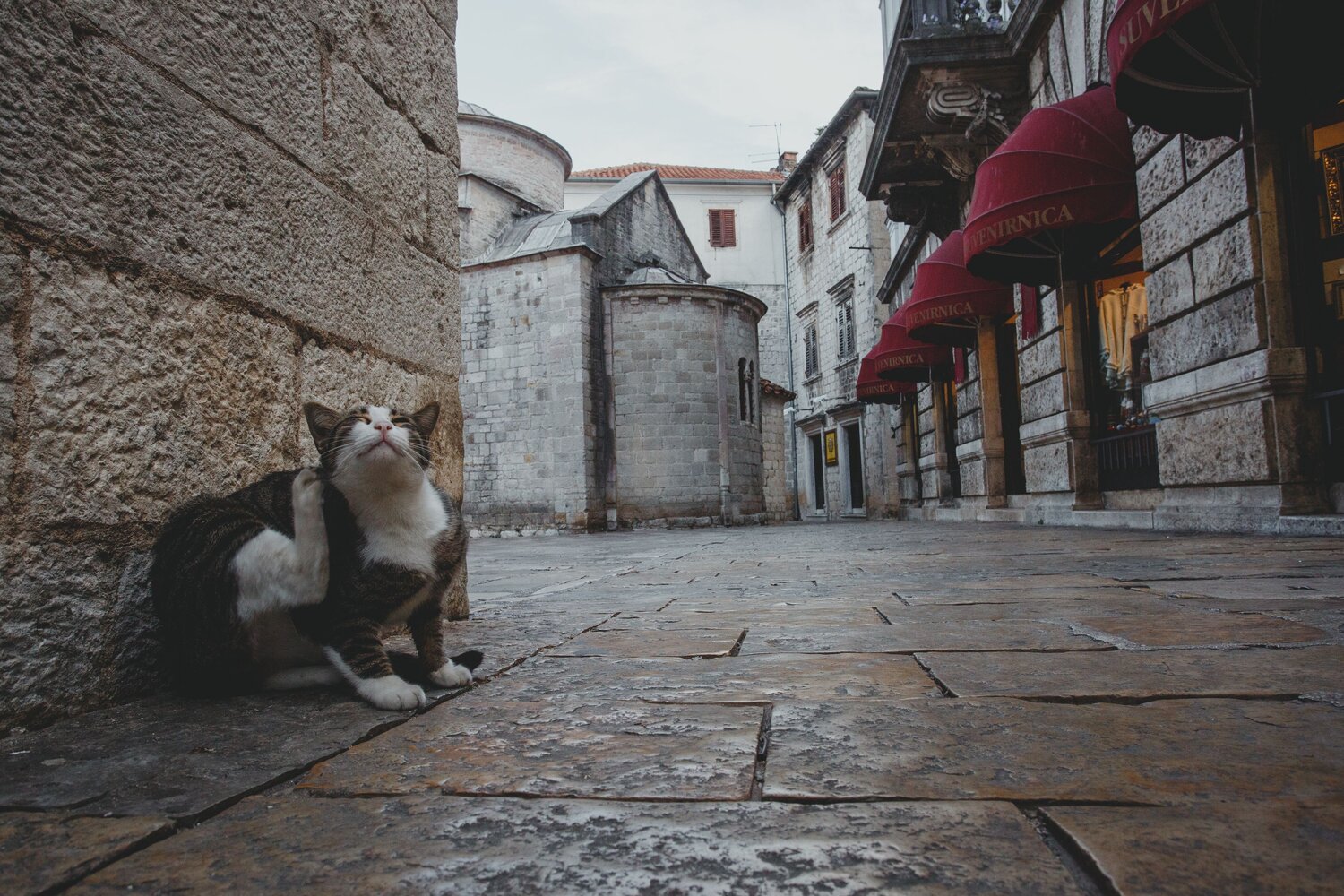 Photo #14027706