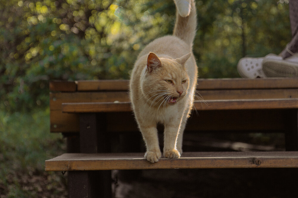 Photograph by Полина Шепс