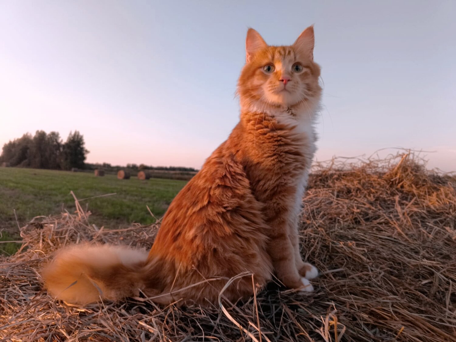 Григорий