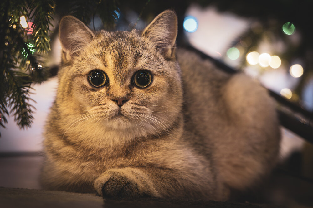 Photograph by Георгий Татарченко