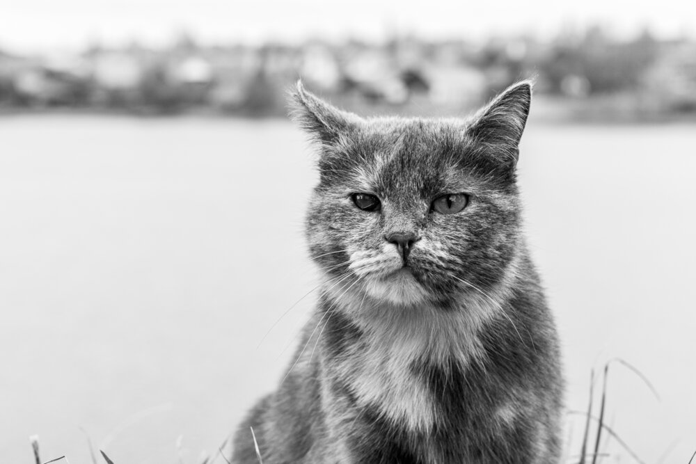 Photograph by Георгий Татарченко
