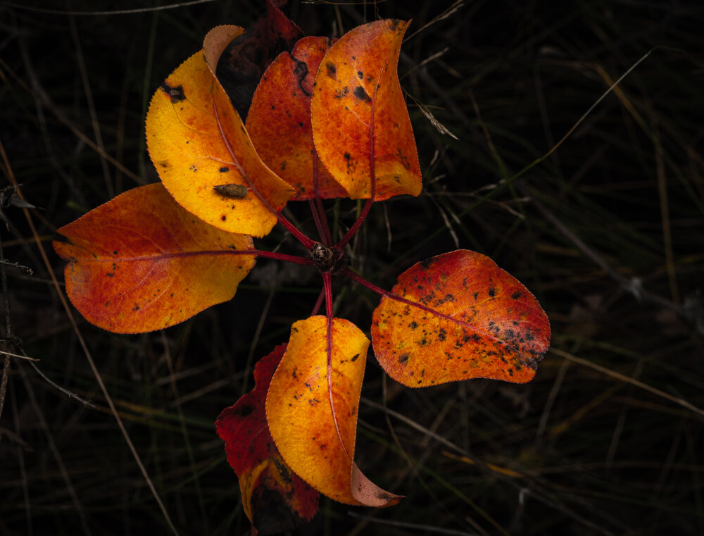 Photograph by Александр Бабаков