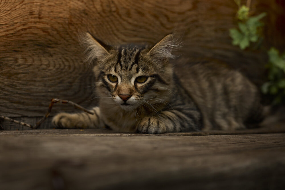 Photograph by Мария Ганина