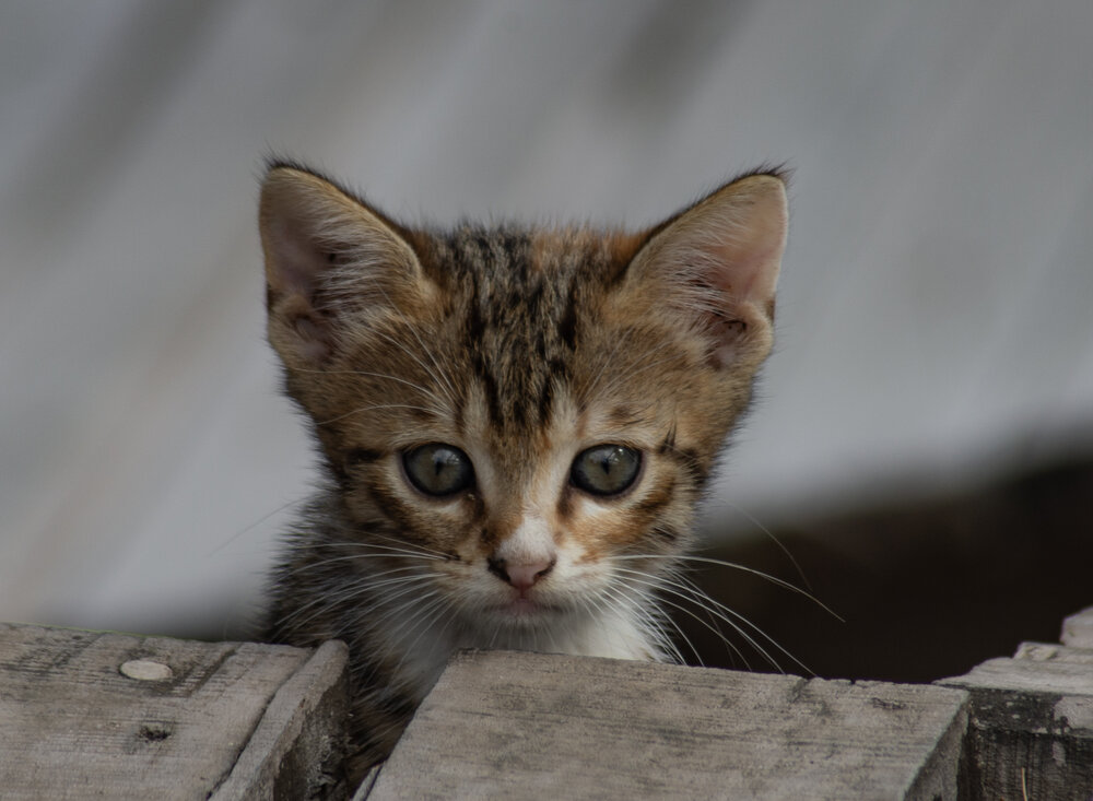 Photograph by mehmet enver karanfil