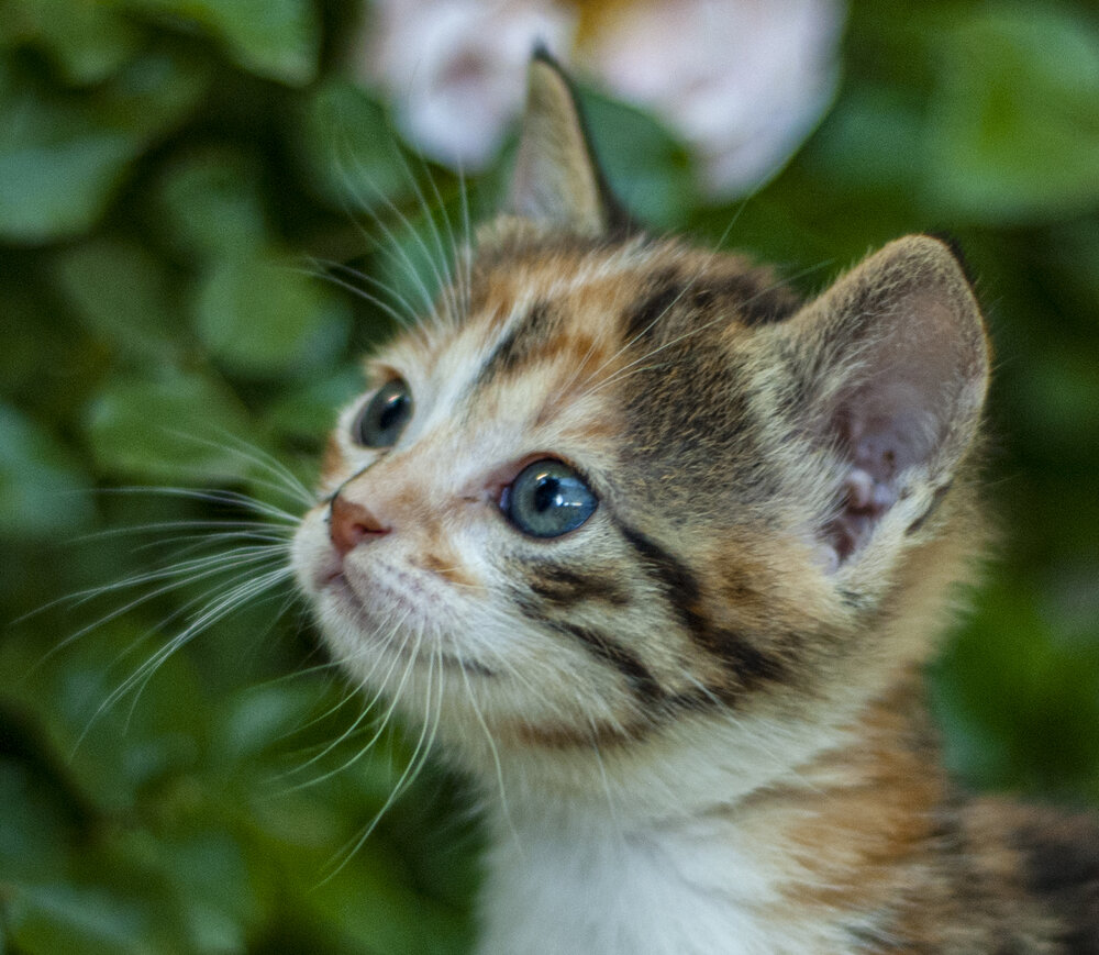 Photograph by mehmet enver karanfil