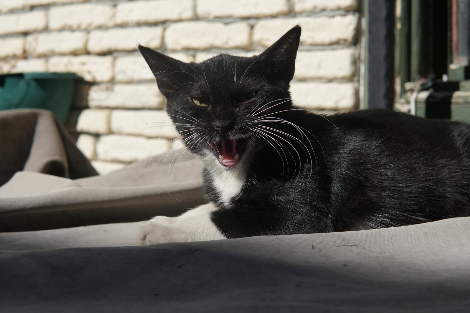 Photo #14028085