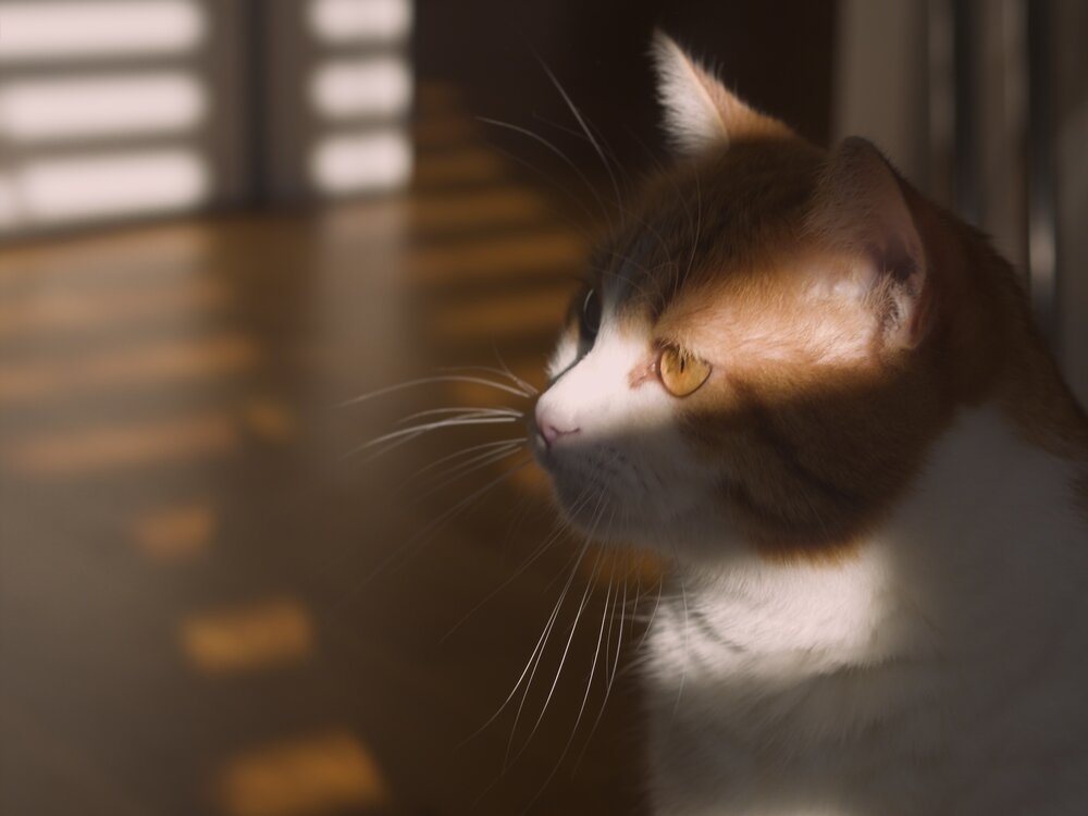 In golden light