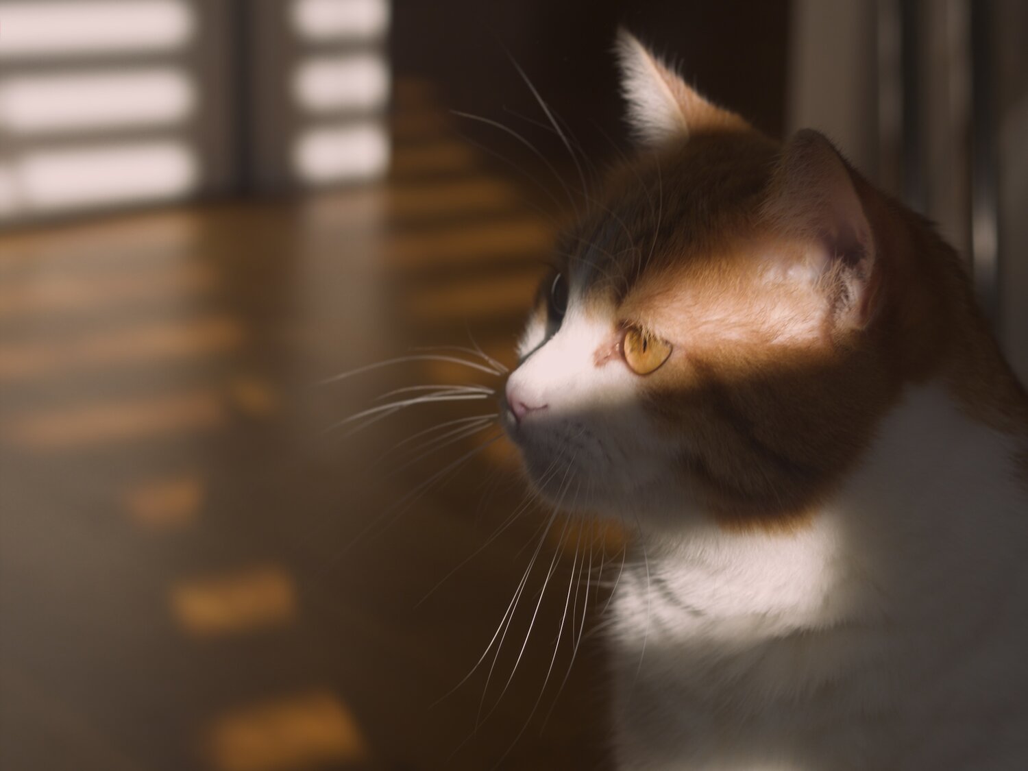 In golden light