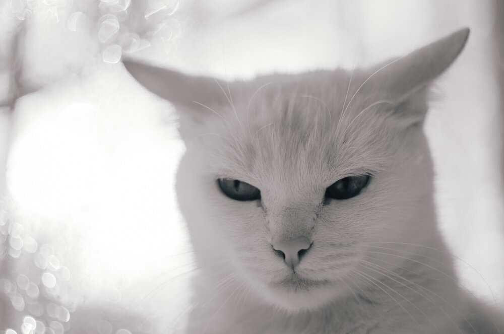 Photograph by Любовь Бусова