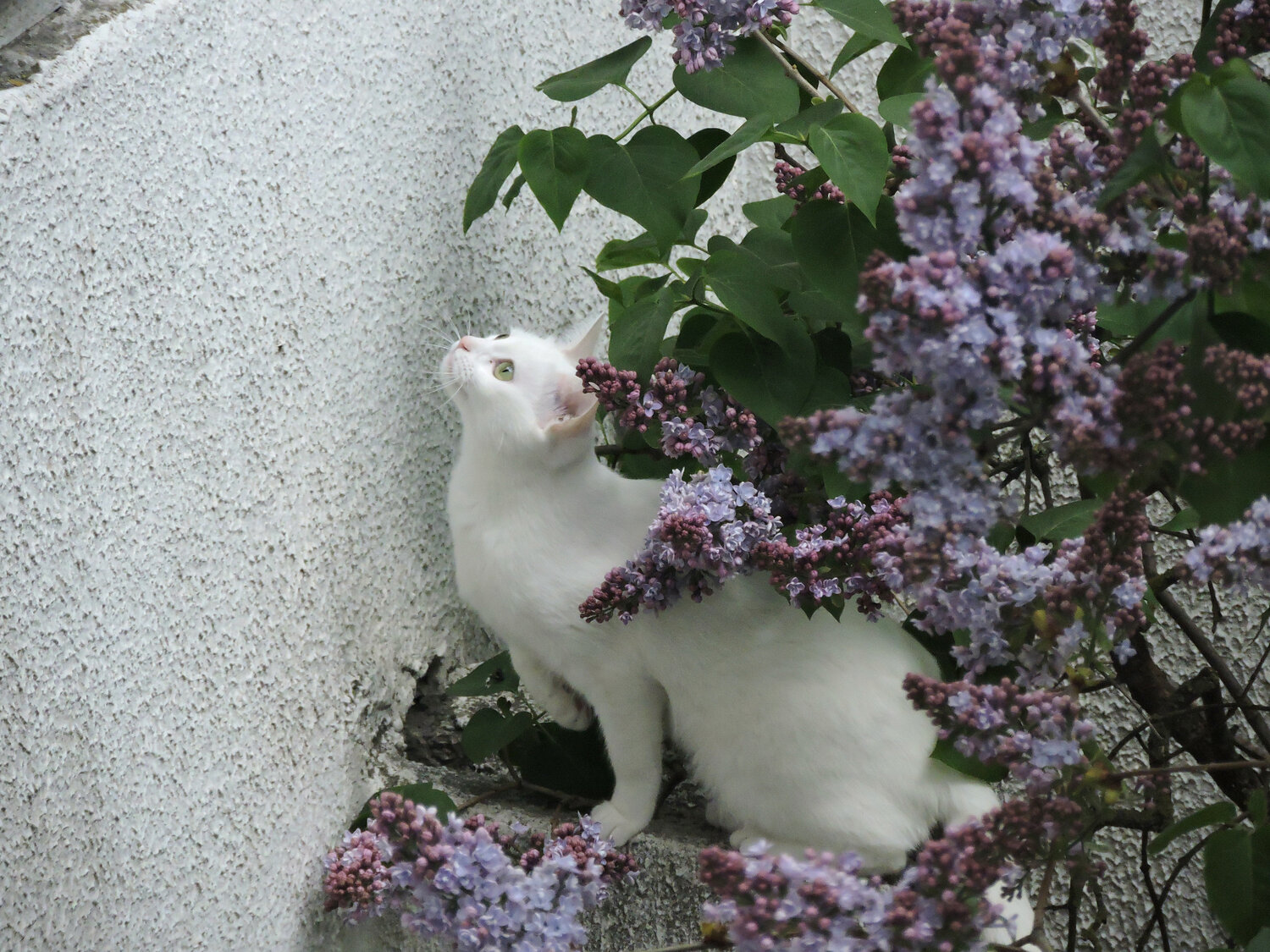 Мяу-си / Cat and Lilac