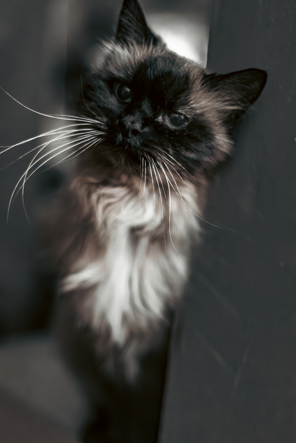 Photo #14028258