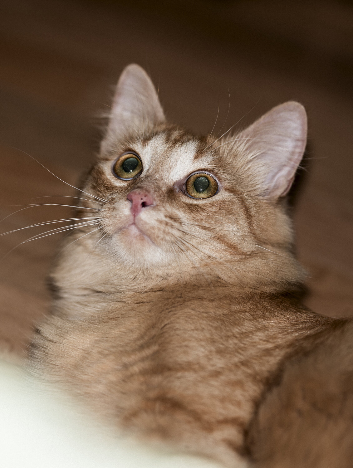 Photo #14028260