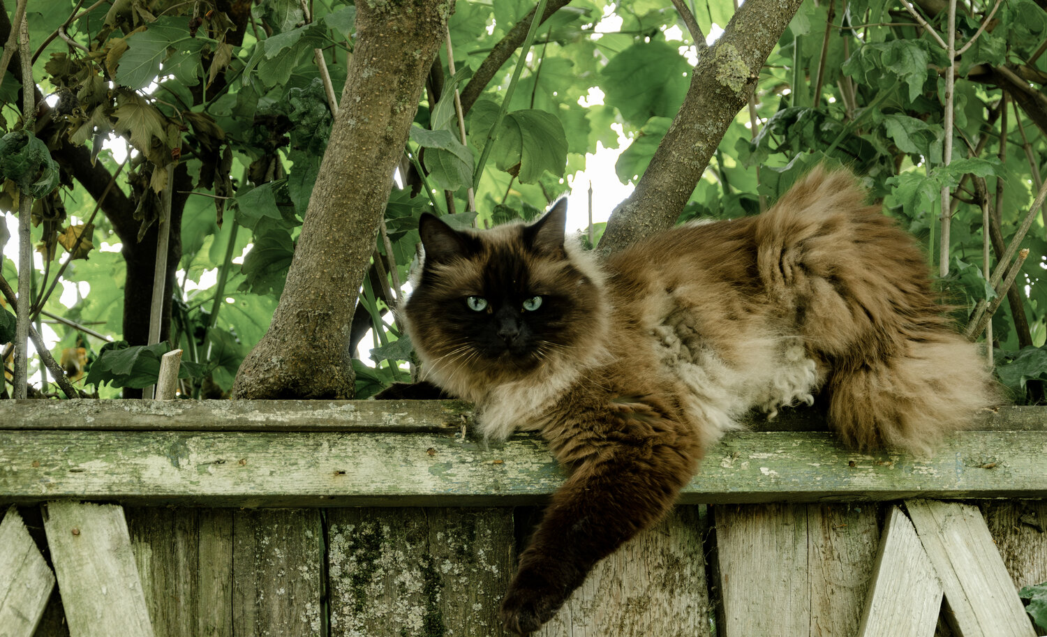 Photo #14028264