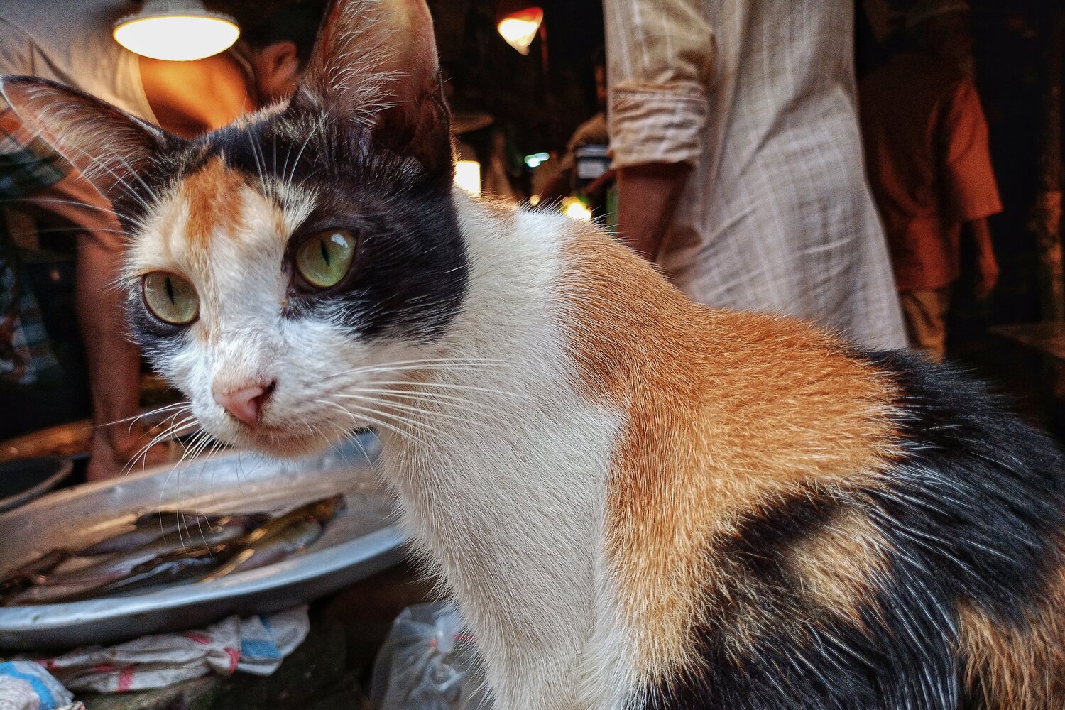 Photo #14028359