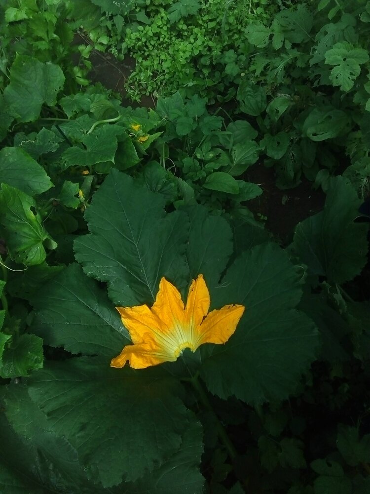 Photograph by Людмила Ковалева