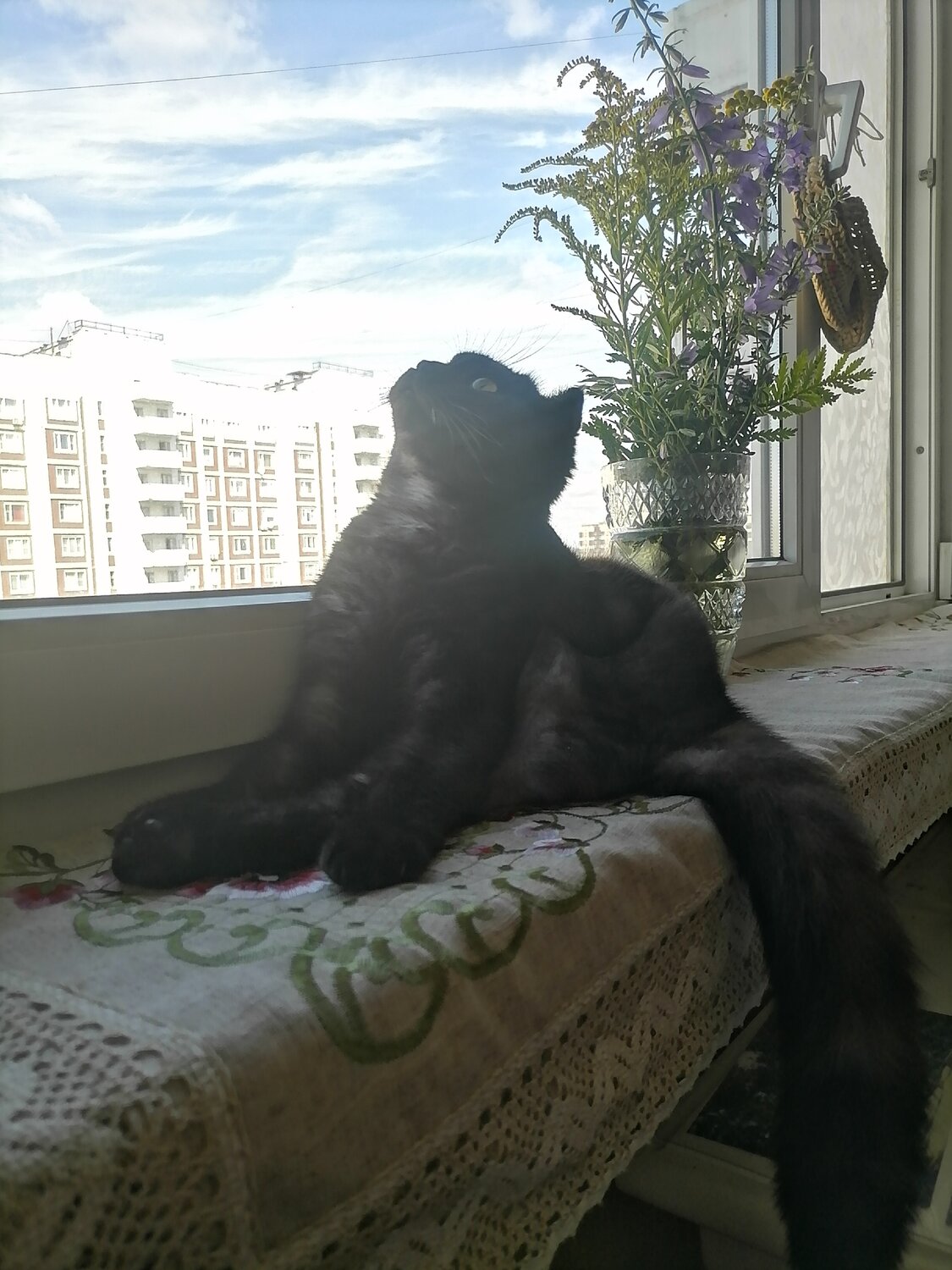 Британская кошечка на окне.