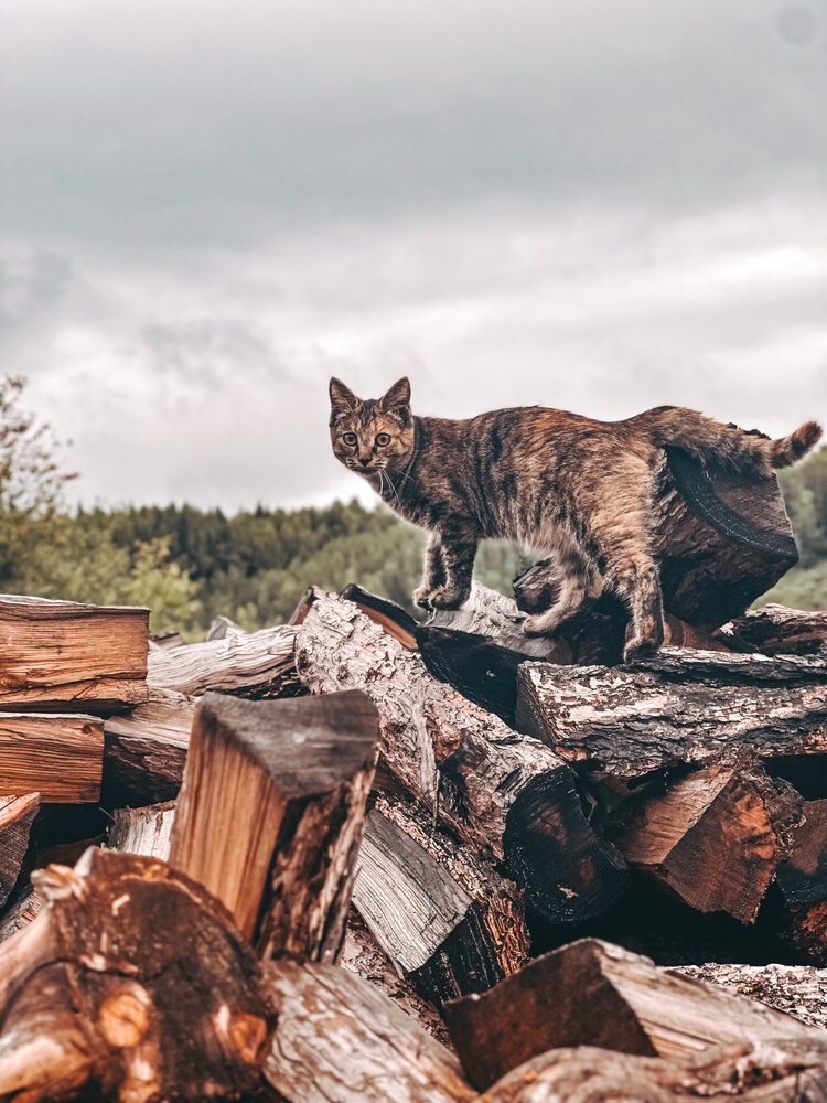Photograph by Ирина Маркина