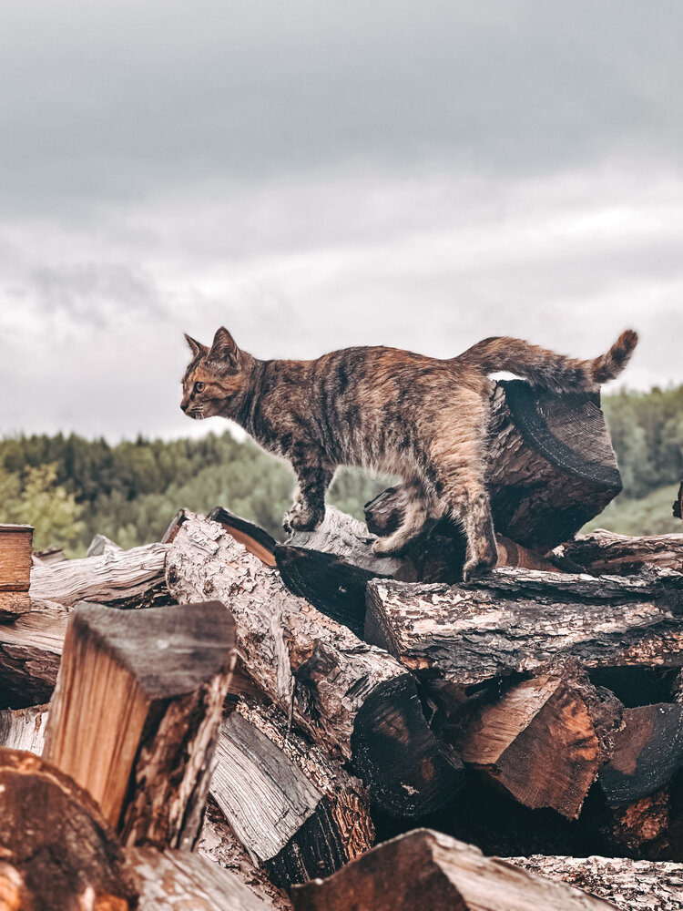 Photograph by Ирина Маркина