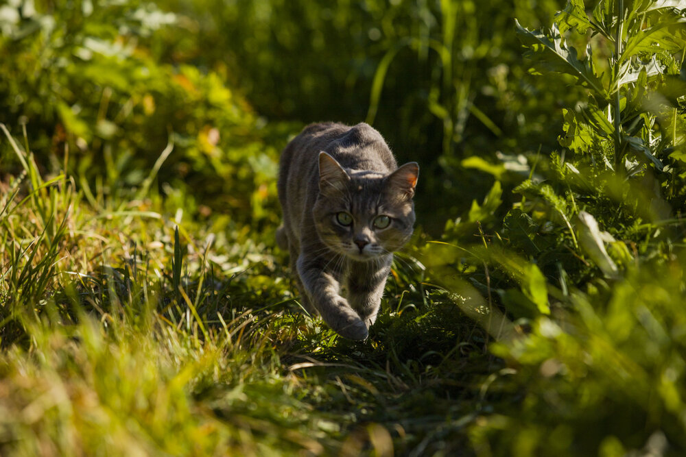 Фотография автора Елена Перминова