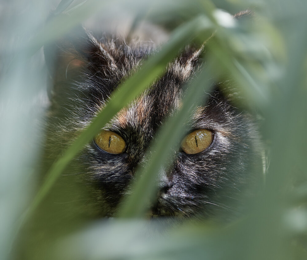 Photograph by Prometej