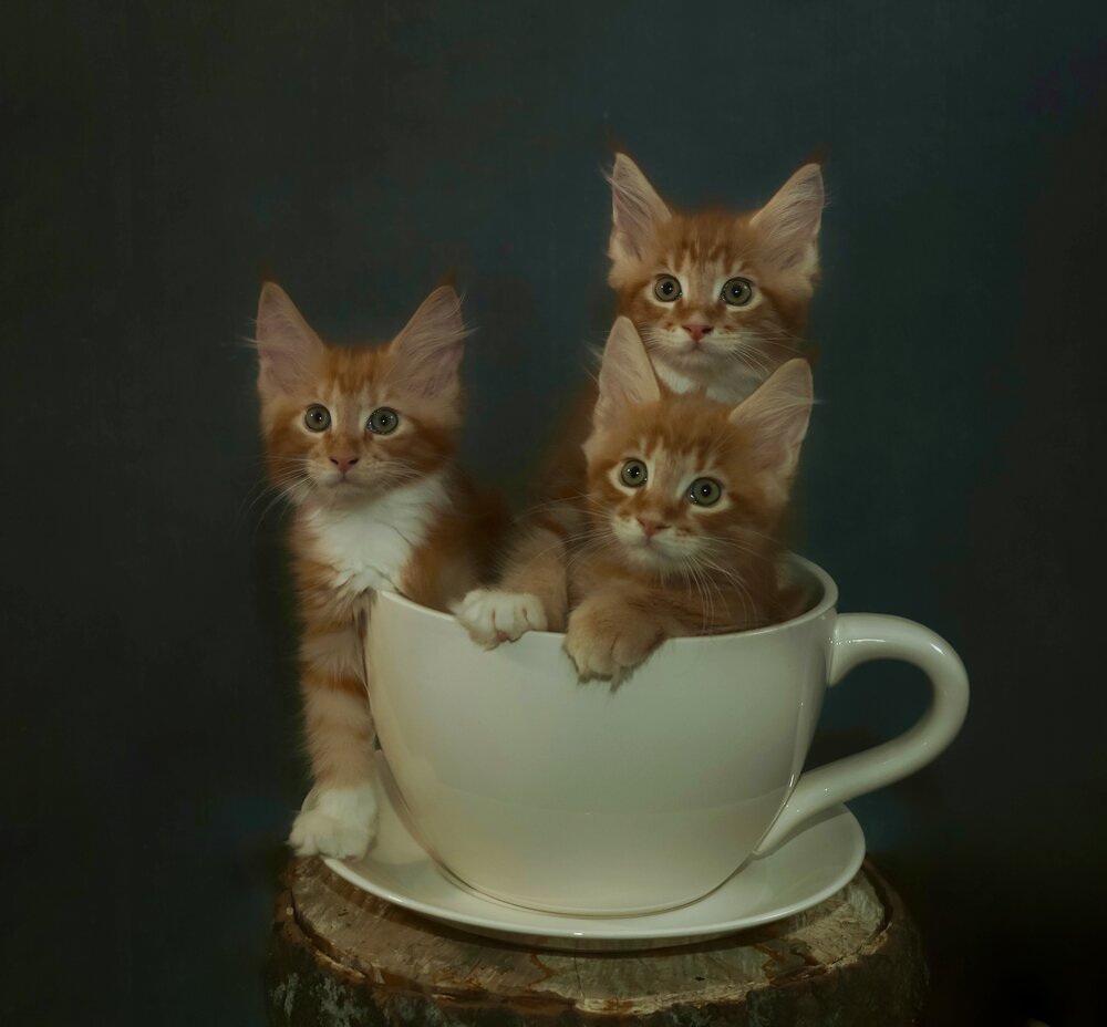 Photograph by Marina Ivanova