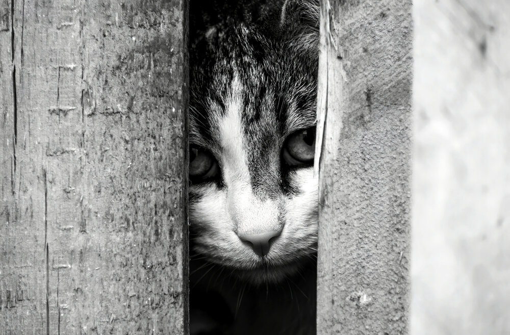 Photograph by melenciuc cristian