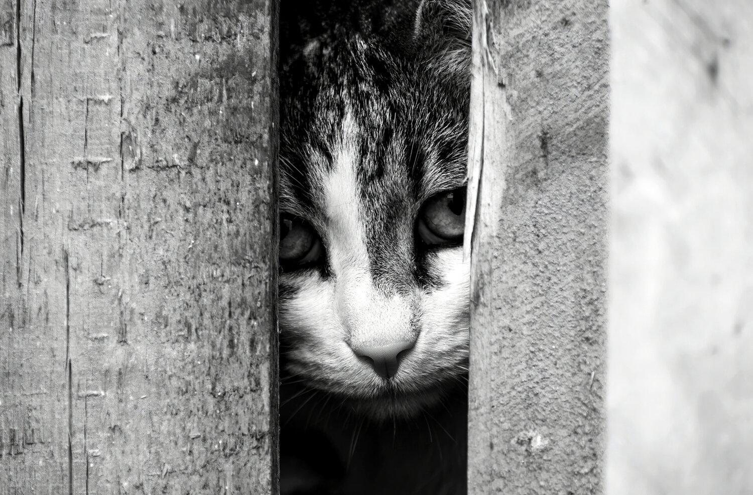Photo #14028608