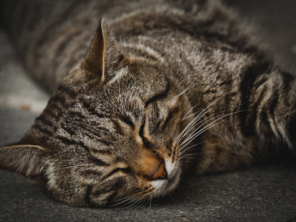 Photograph by Александра Шилова