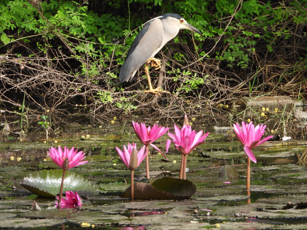 Photograph by Sougata Bhar
