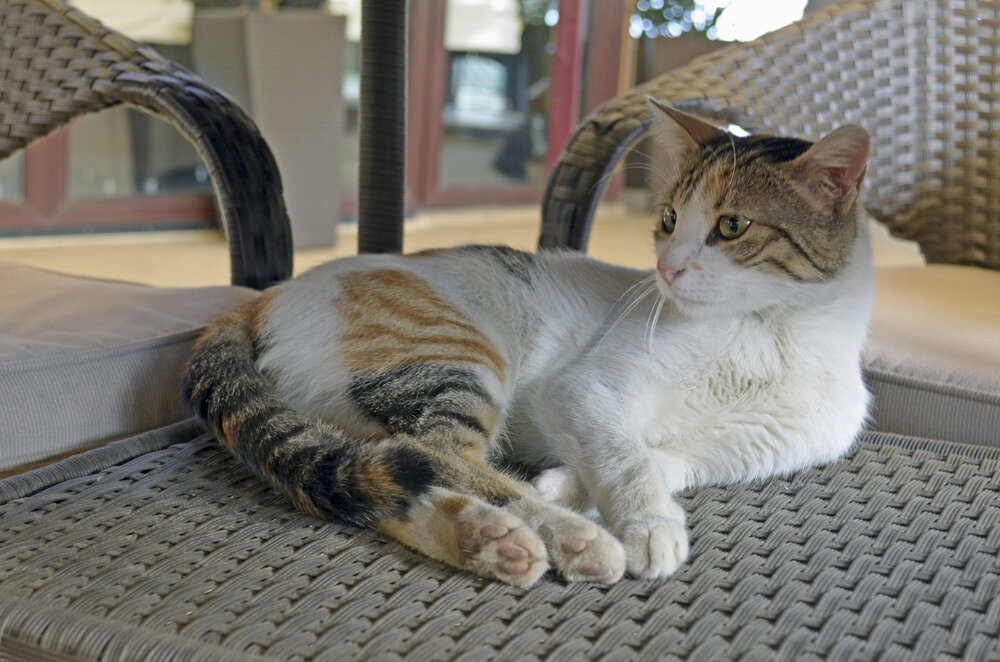Photograph by Мария Черепкова