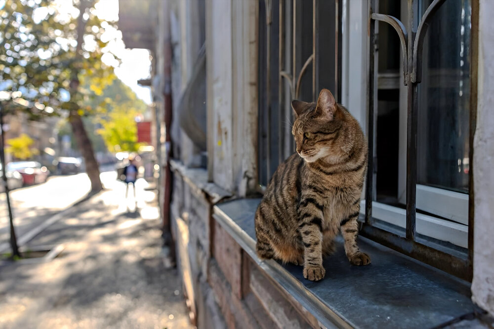 The Window Guardian and Street Warmth