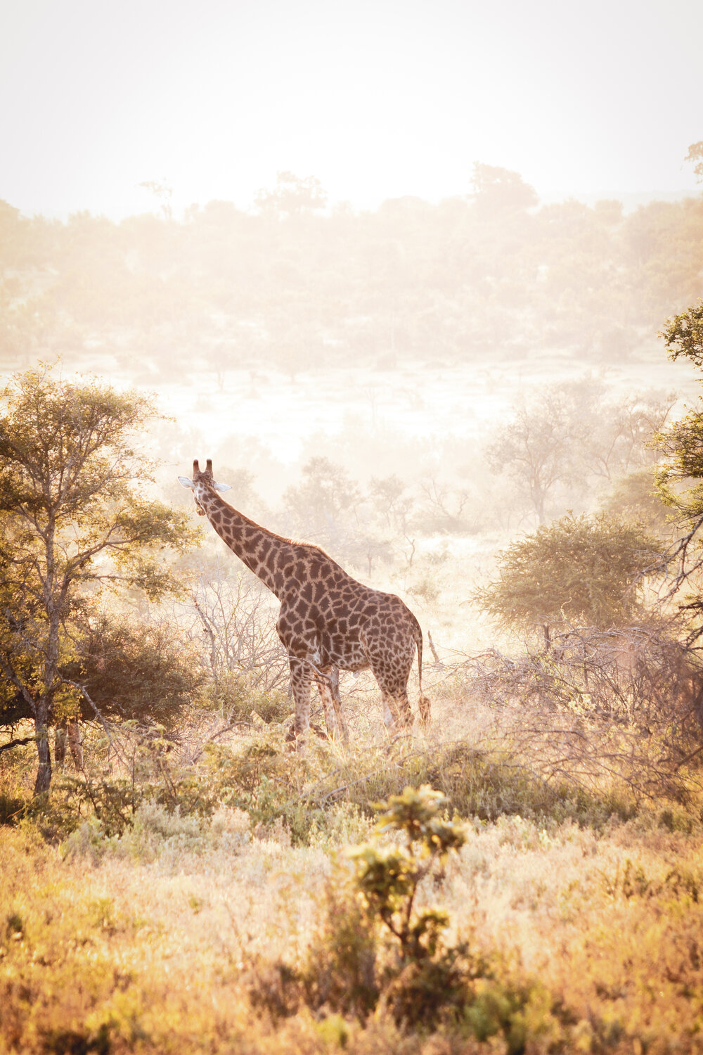 Photo #14029049