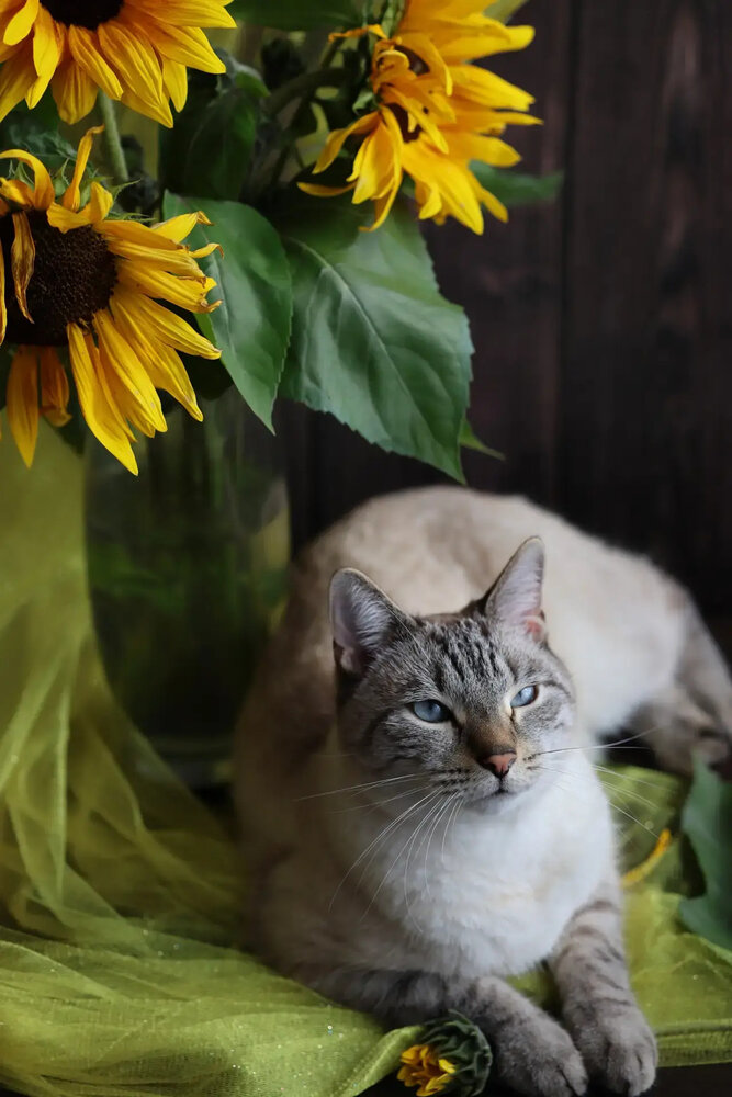 Photograph by Елена Карпухно