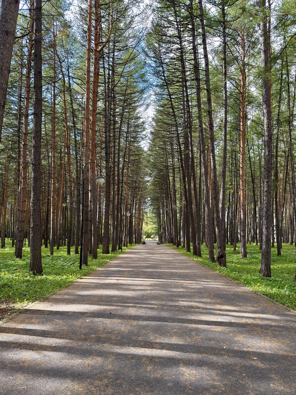 В тени лиственниц/ In the shadow of larches