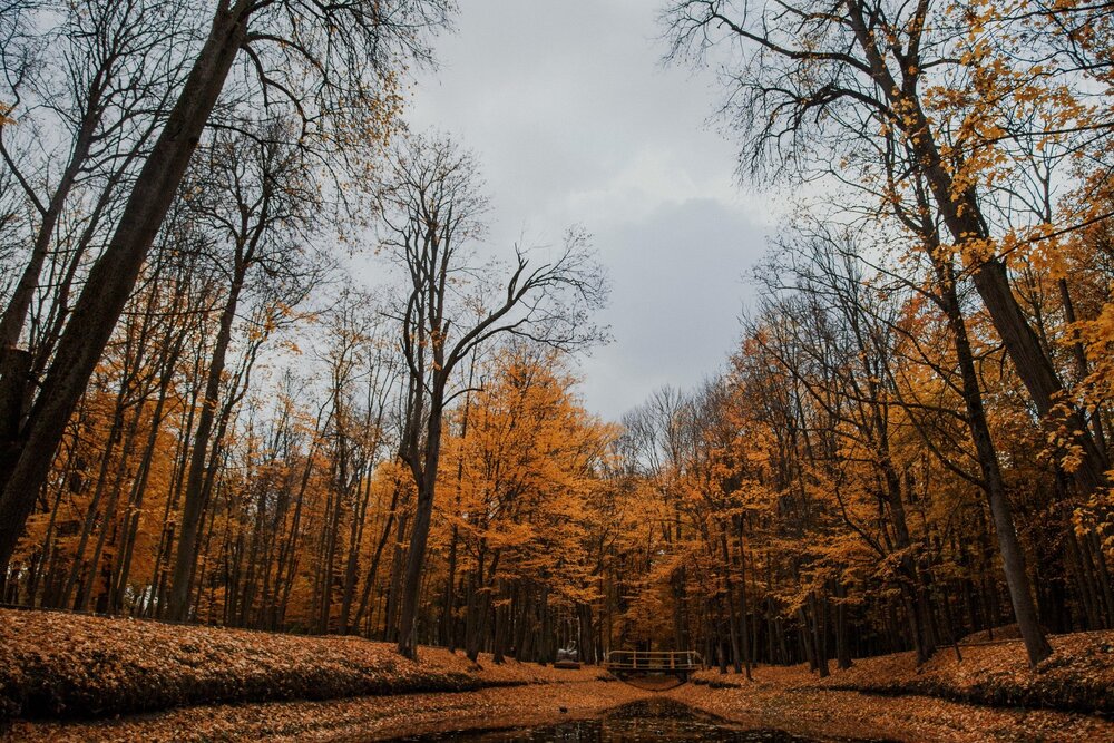 Photograph by Шидловская-Вашкевич Татьяна
