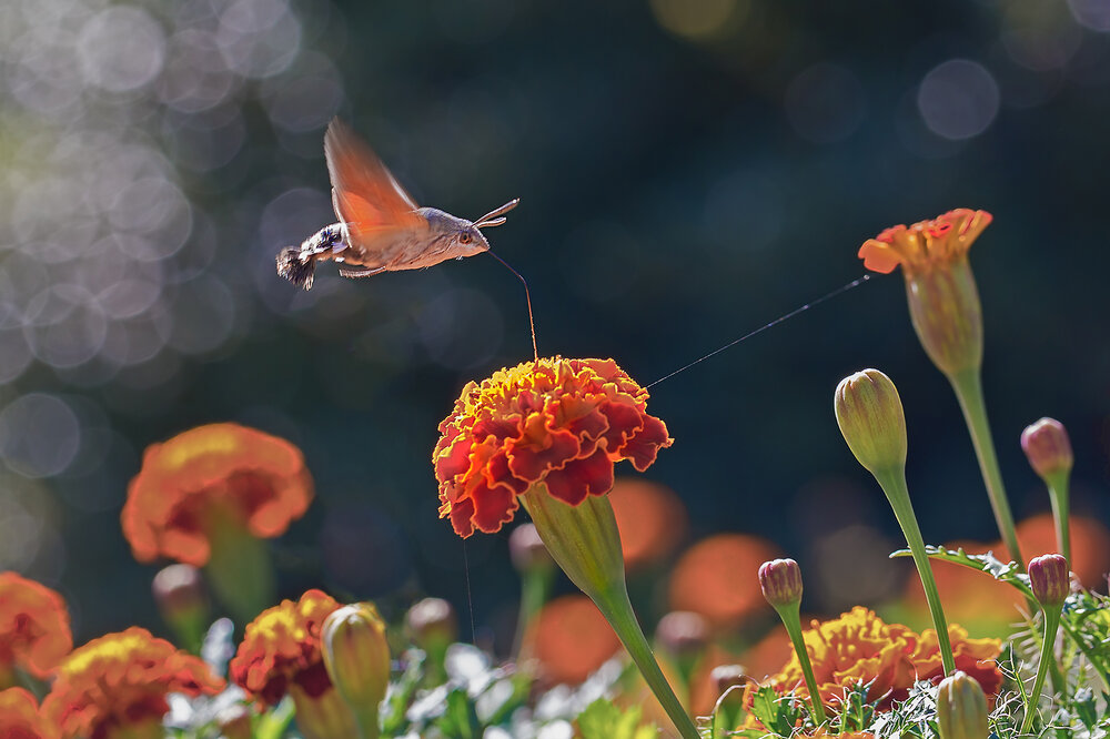 Photograph by Борис Новиков