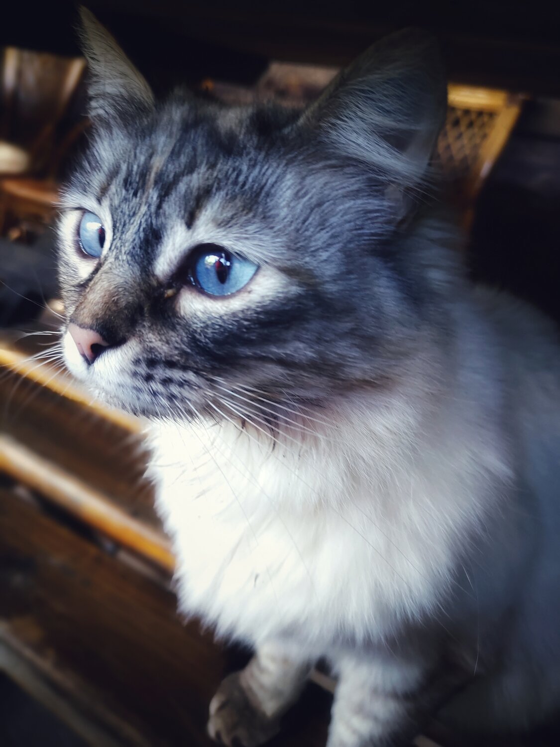 Photo #14029385